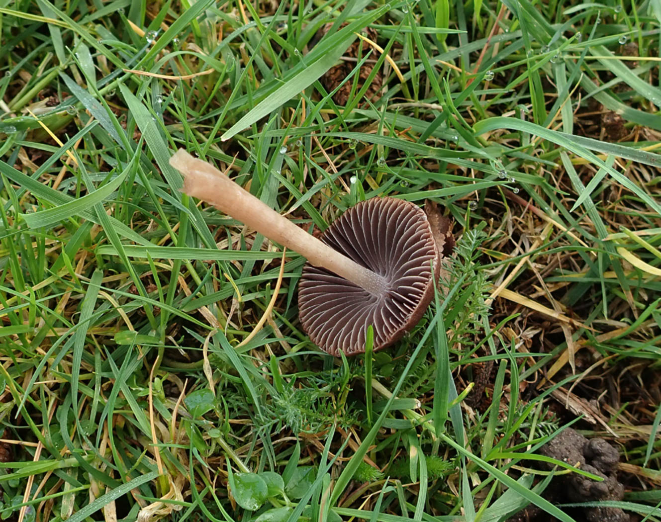Photo © Penny Cullington Psathyrella bipellis by Penny Cullington